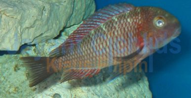 Tropheus moorii Muzi blue blaze