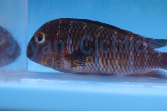 Tropheus moorii Mwerazi