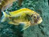 Tropheus moorii golden Kalambo WF