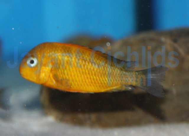 Tropheus moorii golden Kiriza