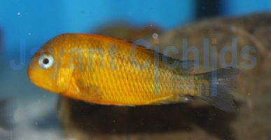 Tropheus moorii golden Kiriza