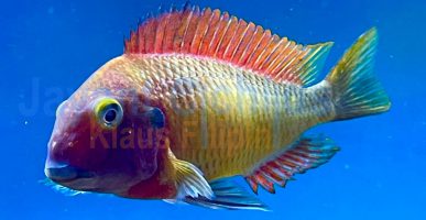 Tropheus moorii red rainbow