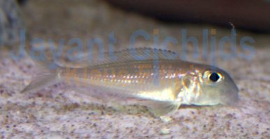 Xenotilapia bathyphilus Gombe