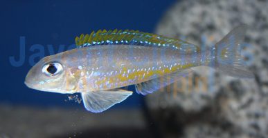 Xenotilapia bathyphilus Isanga