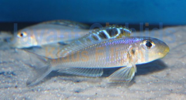 Xenotilapia bathyphilus Kekese