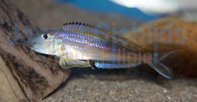 Xenotilapia bathyphilus Kigoma