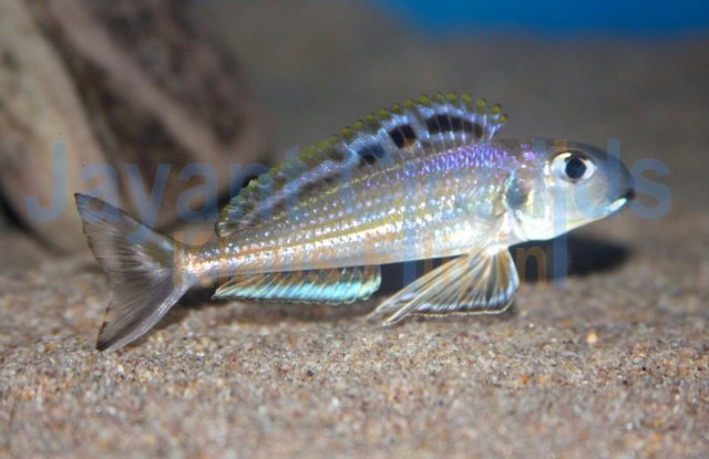 Xenotilapia bathyphilus Sambia blue lips