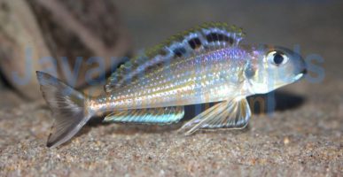 Xenotilapia bathyphilus Sambia blue lips