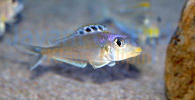 Xenotilapia bathyphilus Tembwe Nyanza Blue Princess