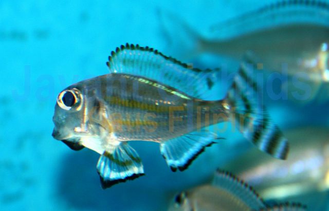 Xenotilapia caudafaciata