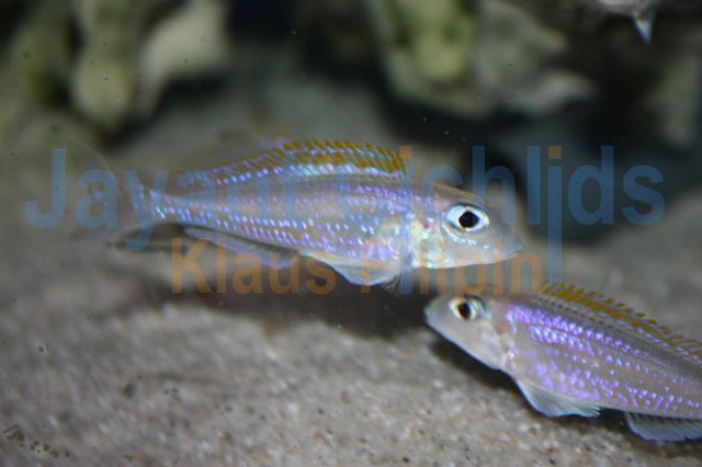 Xenotilapia flavipinnis Bulombora