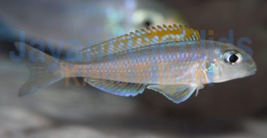 Xenotilapia flavipinnis Gombe