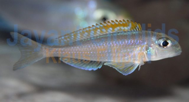 Xenotilapia flavipinnis Gombe