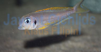 Xenotilapia flavipinnis Kashenge