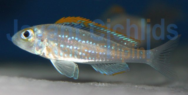 Xenotilapia flavipinnis Katete