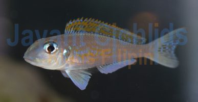 Xenotilapia flavipinnis Lepeli