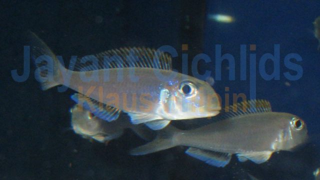 Xenotilapia flavipinnis Makola