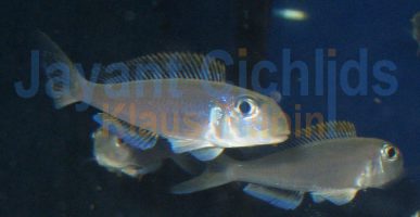 Xenotilapia flavipinnis Makola