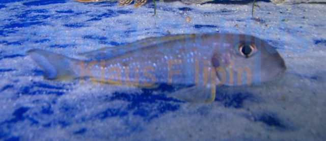 Xenotilapia ochrogenys Kasanga