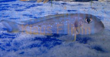 Xenotilapia ochrogenys Kasanga