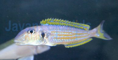 Xenotilapia ochrogenys Kavalla