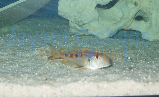 Xenotilapia ochrogenys Ndole