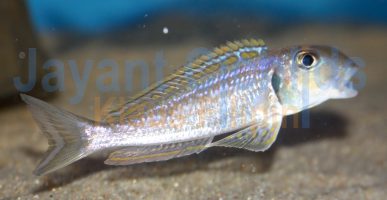 Xenotilapia ochrogenys Zongwe