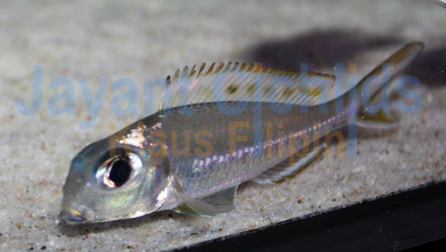 Xenotilapia ornatipinnis