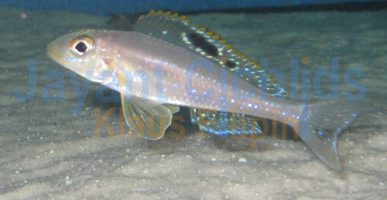 Xenotilapia papilio Karenge