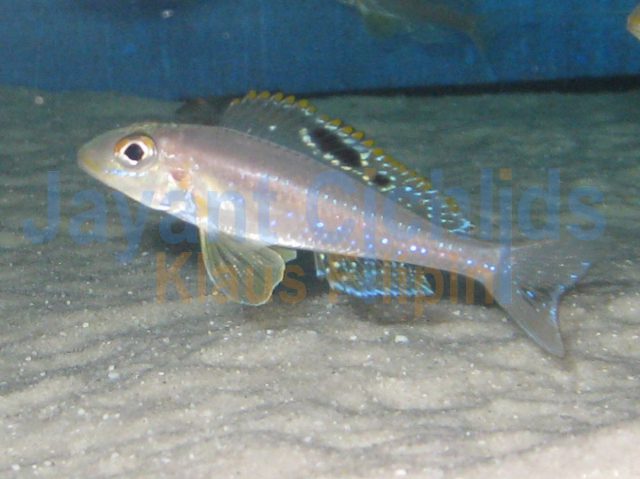 Xenotilapia papilio Karenge