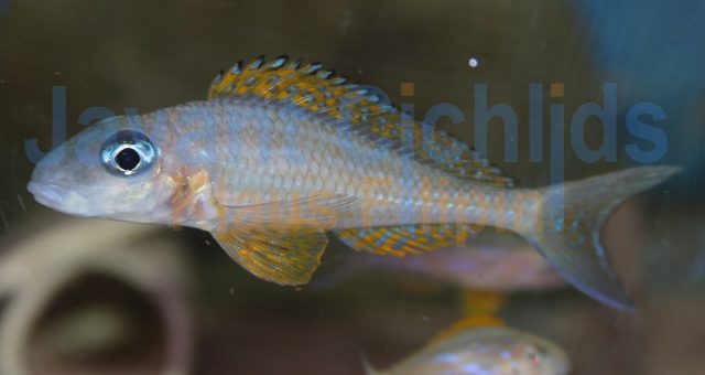 Xenotilapia papilio Kashenge