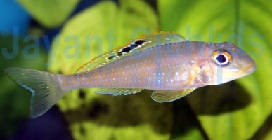 Xenotilapia papilio Katalamba