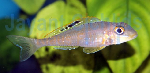 Xenotilapia papilio Katalamba