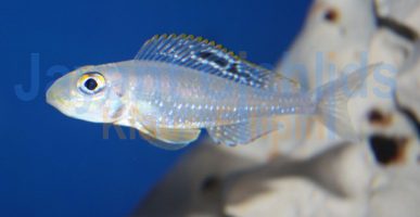 Xenotilapia papilio Msalaba