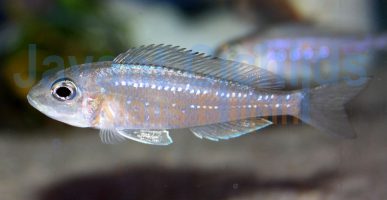 Xenotilapia rotundiventralis