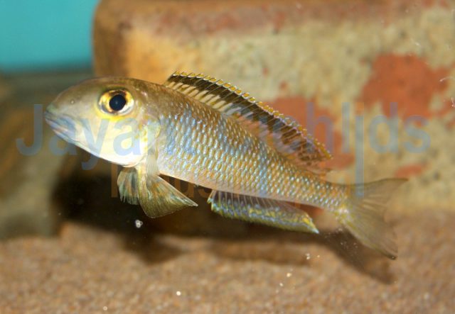 Xenotilapia sima