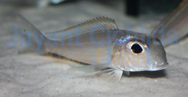 Xenotilapia sima Moliro