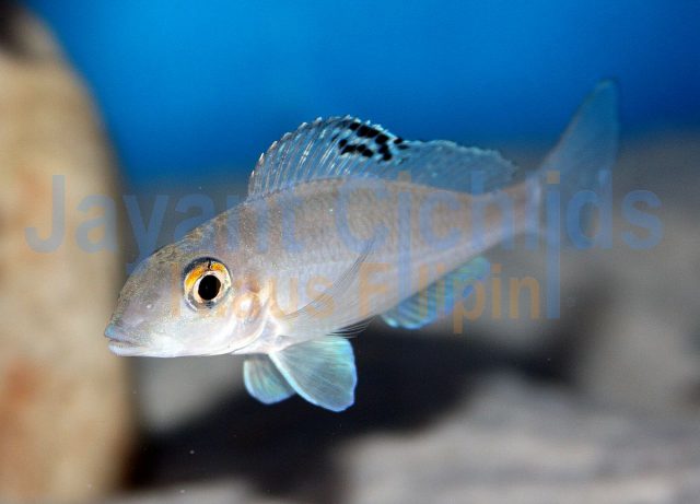 Xenotilapia spilopterus Chituta