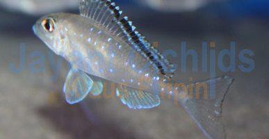 Xenotilapia spilopterus Kabogo