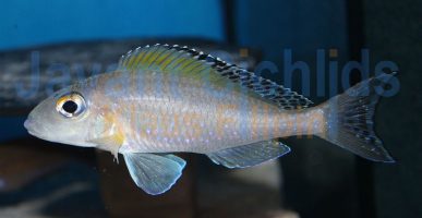 Xenotilapia spilopterus Kipilli