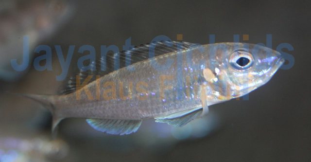 Xenotilapia tenuidentata