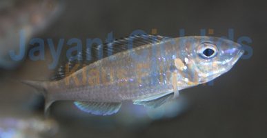 Xenotilapia tenuidentata