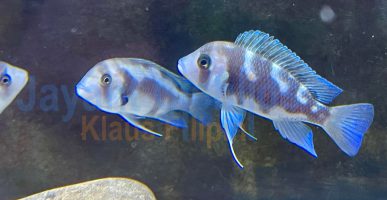 Cyphotilapia frontosa ’night star‘