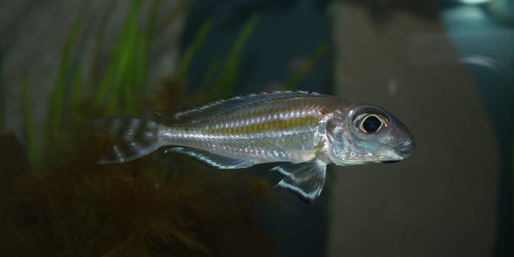 Xenotilapia caudafasciata