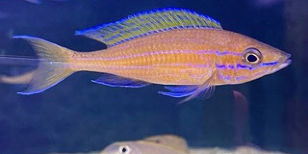 Paracyprichromis brieni Chituta