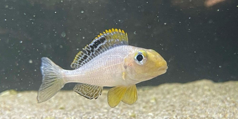 Xenotilapia papilio Isanga