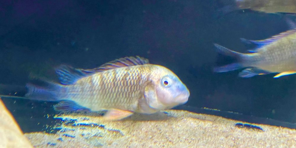 Petrochromis  famula Congo