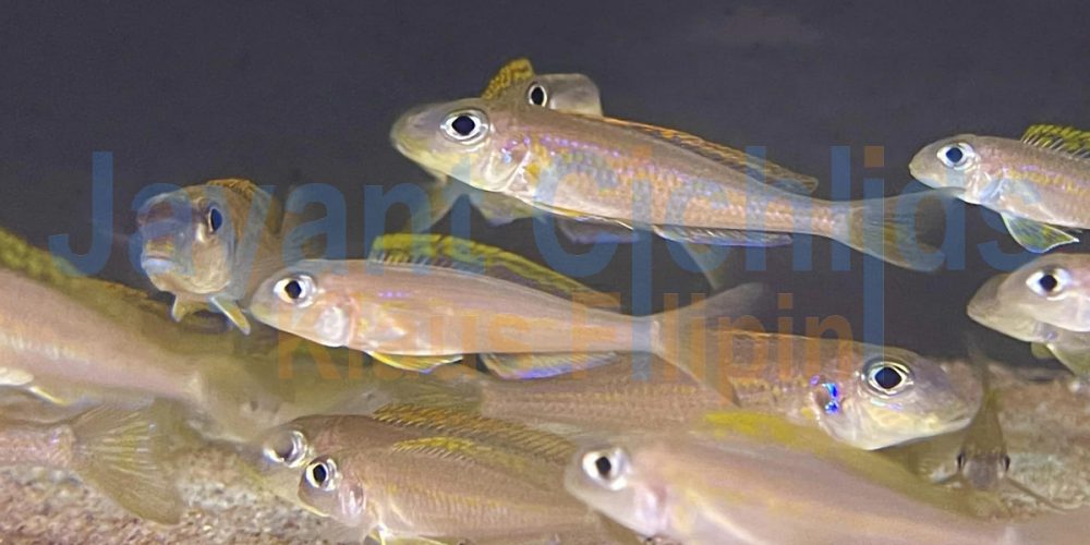 Xenotilapia flavipinnis Kabogo