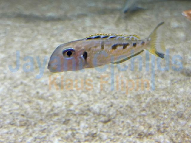 Xenotilapia ochrogenys Mzuri