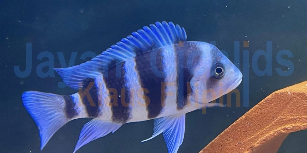 Cyphotilapia frontosa Moba